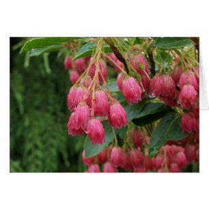 Rain on Pink Bell Flowers