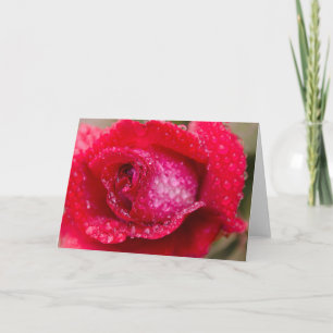 Rain on Red Rose Blank Greeting Card