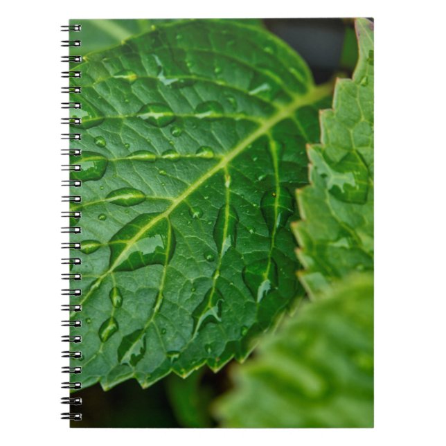 Rain raindrop waterdrop leaves wet notebook (Front)