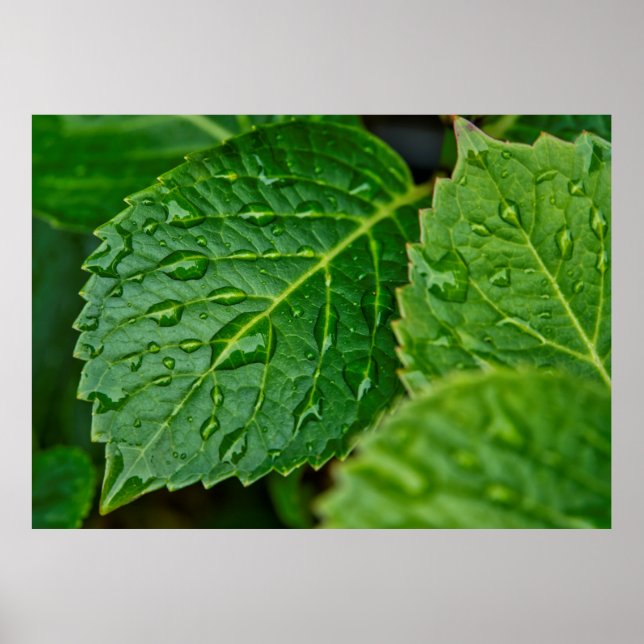 Rain raindrop waterdrop leaves wet poster (Front)