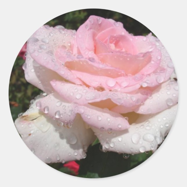 Rain -Sprinkled Rose Classic Round Sticker (Front)