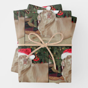 Rain the Weimaraner -  Christmas Wrapping Paper