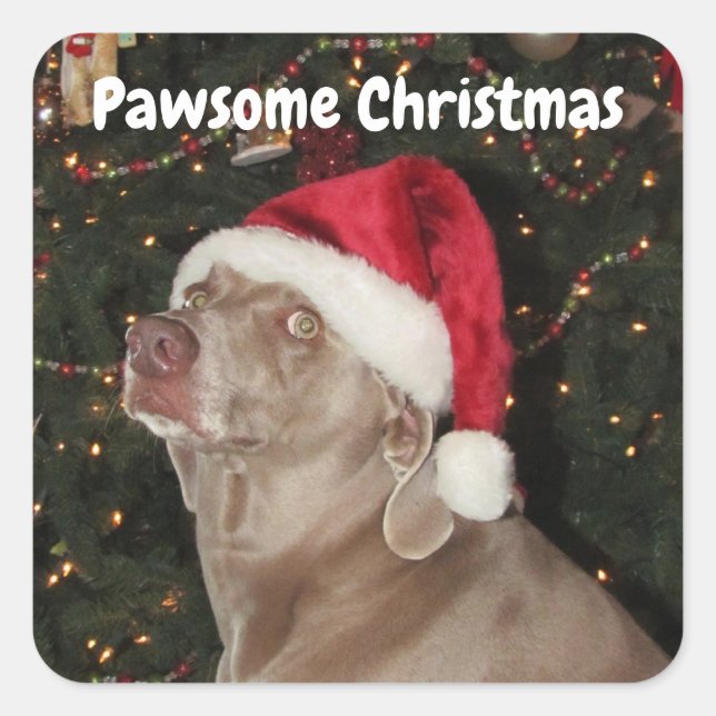 Rain The Weimaraner Santa Paws Stickers (Front)