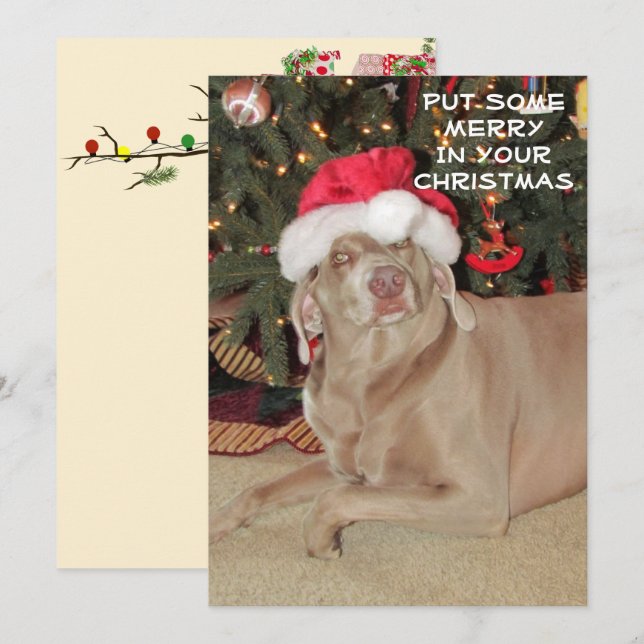 Rain the Weimaraner's Christmas  (Front/Back)