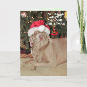 Rain the Weimaraner's Christmas Card