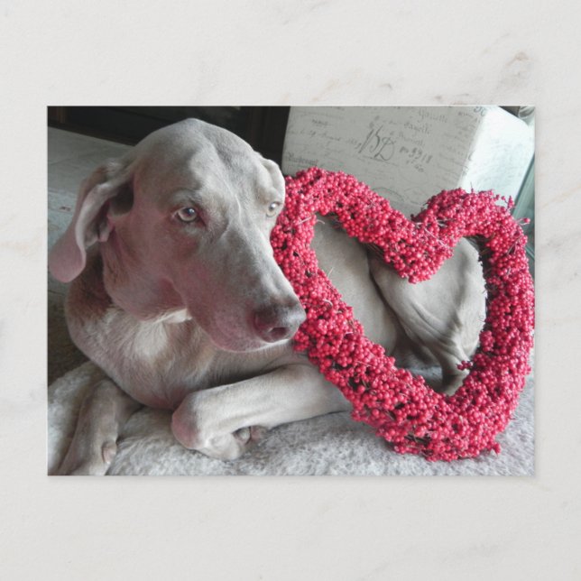 Rain the Weimaraner's I Heart You Postcard (Front)