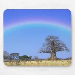 Rainbow and African baobab tree, Adansonia Mouse Pad