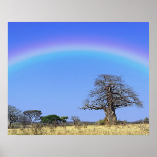 Rainbow and African baobab tree, Adansonia Poster