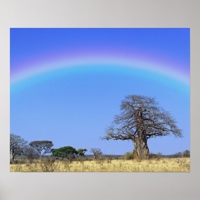 Rainbow and African baobab tree, Adansonia Poster (Front)