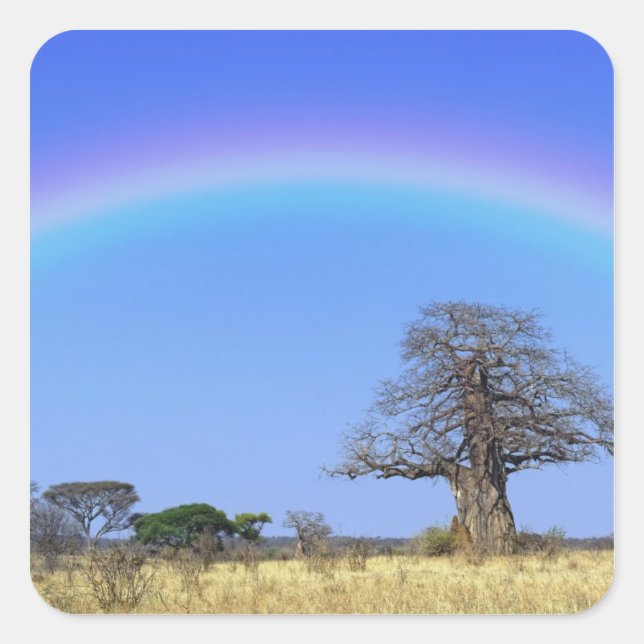 Rainbow and African baobab tree, Adansonia Square Sticker (Front)