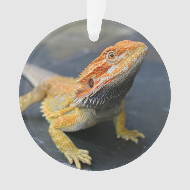 Rainbow Bearded Dragon Ornament (Front)