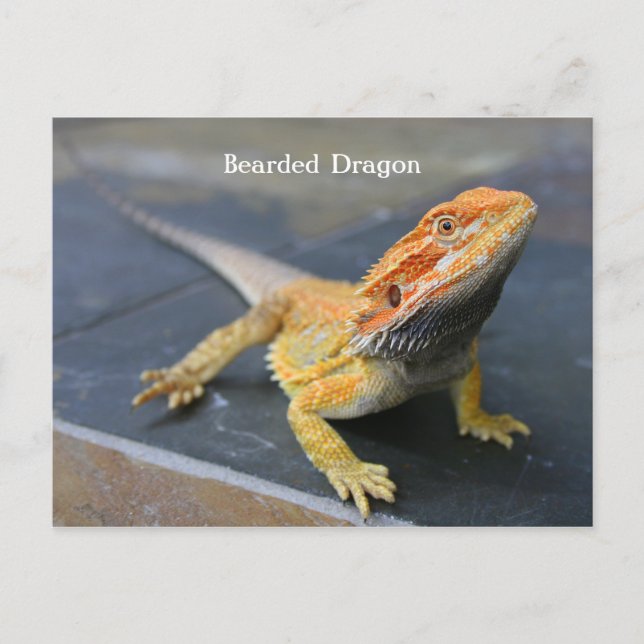 Rainbow Bearded Dragon Postcard (Front)