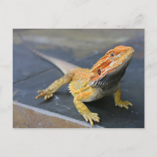 Rainbow Bearded Dragon Postcard