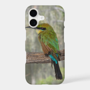 Rainbow bee-eater bird, Australia