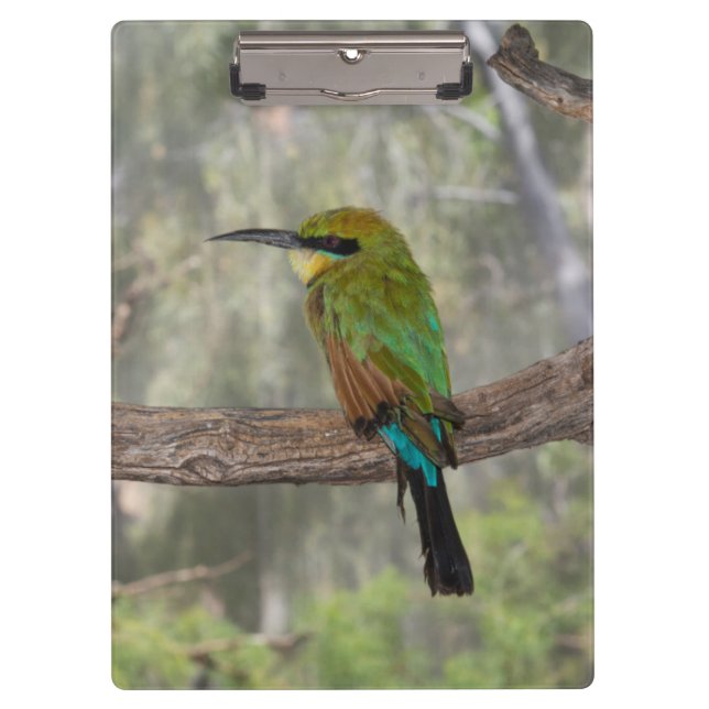 Rainbow bee-eater bird, Australia Clipboard (Front)