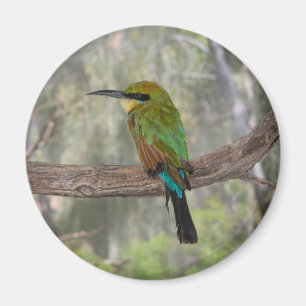 Rainbow bee-eater bird, Australia Magnet