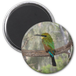 Rainbow bee-eater bird, Australia Magnet