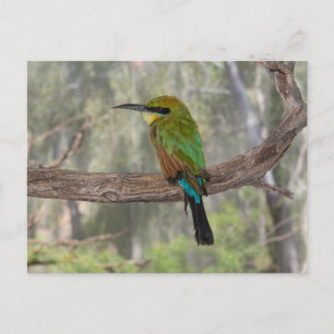 Rainbow bee-eater bird, Australia Postcard
