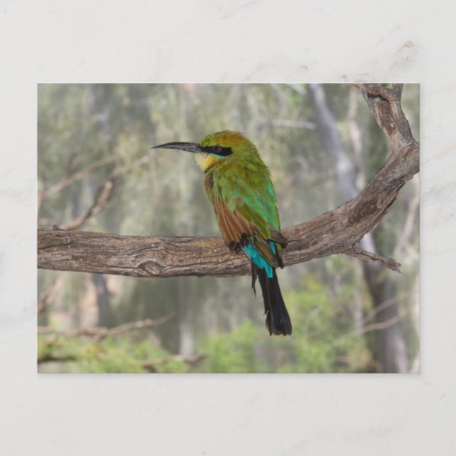 Rainbow bee-eater bird, Australia Postcard (Front)