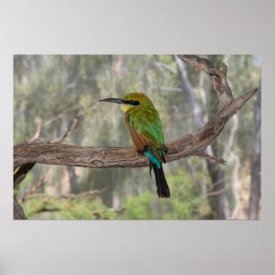 Rainbow bee-eater bird, Australia Poster