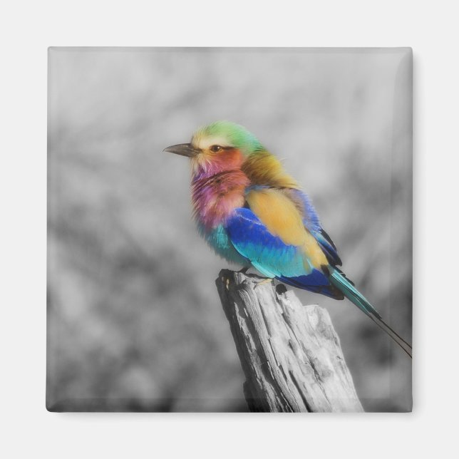 Rainbow Bird Magnet (Front)