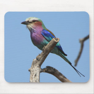 Rainbow Bird Mouse Pad