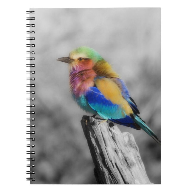 Rainbow Bird Notebook (Front)