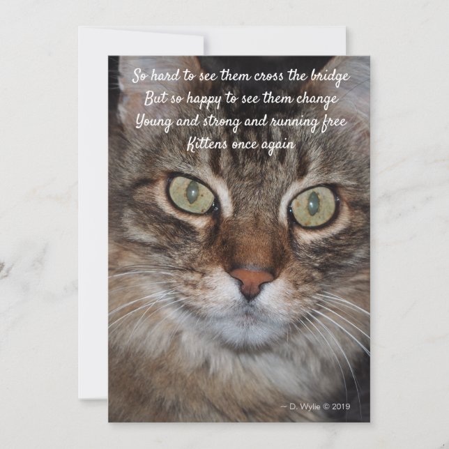 Rainbow Bridge - Cat (Front)