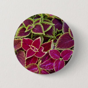 Rainbow coleus 6 cm round badge