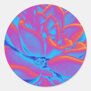 Rainbow colour Succulent plant Classic Round Sticker