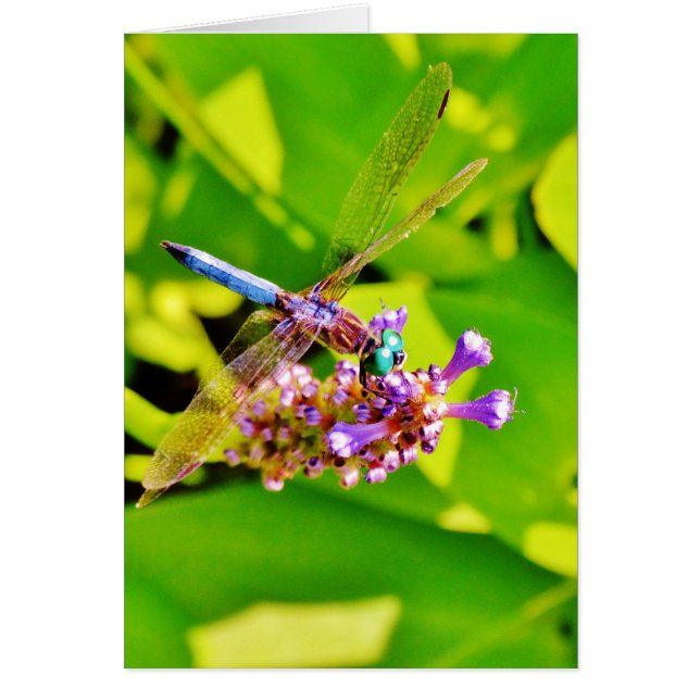 Rainbow coloured Dragonfly  on a purple pink flowe (Front)
