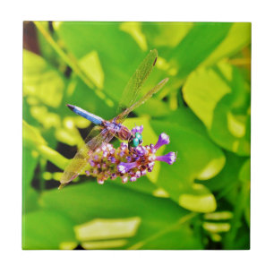 Rainbow coloured Dragonfly  on a purple pink flowe Ceramic Tile