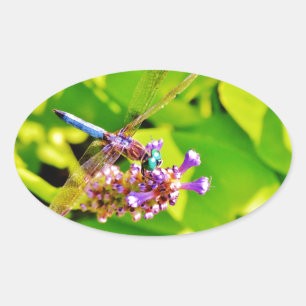 Rainbow coloured Dragonfly on a purple pink flowe Oval Sticker
