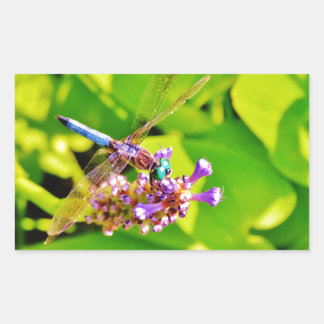 Rainbow coloured Dragonfly on a purple pink flowe Rectangular Sticker