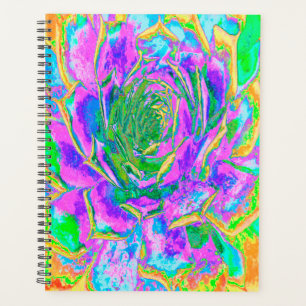 Rainbow Colours Fiesta Succulent Sedum Rosette Planner