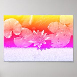 Rainbow Colours Water Lily Flower Plants Poster