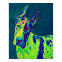 rainbow dane