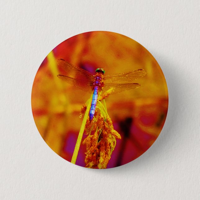 Rainbow Dragonfly on amber and fuschia 6 Cm Round Badge (Front)
