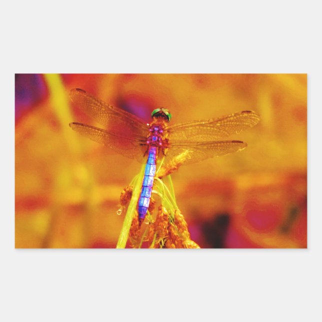 Rainbow Dragonfly on amber and fuschia Rectangular Sticker (Front)