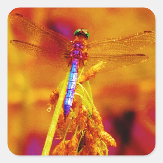 Rainbow Dragonfly on amber and fuschia Square Sticker (Front)