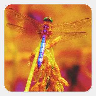 Rainbow Dragonfly on amber and fuschia Square Sticker
