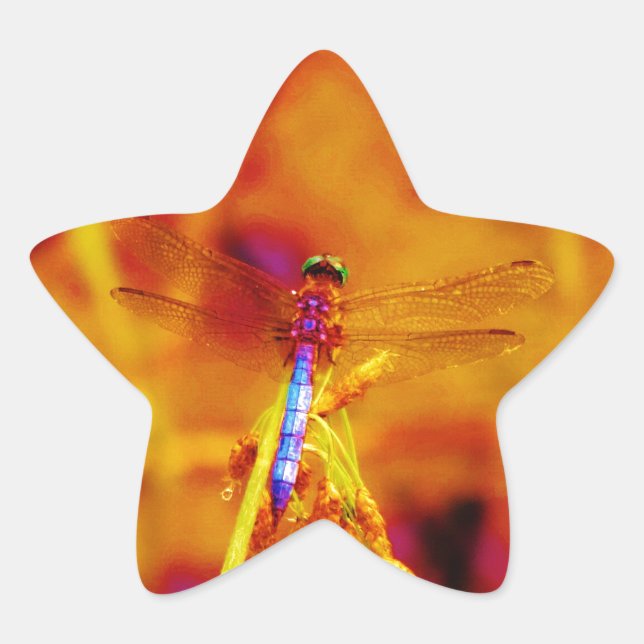 Rainbow Dragonfly on amber and fuschia Star Sticker (Front)