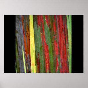 Rainbow Eucalyptus-1 Poster