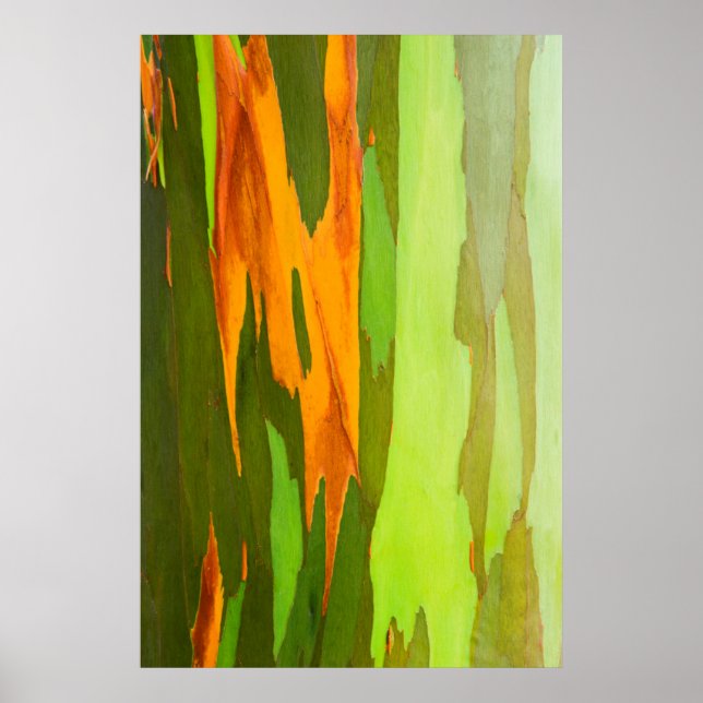 Rainbow Eucalyptus bark, Hawaii Poster (Front)