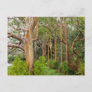 Rainbow Eucalyptus. Maui, Hawaii Postcard