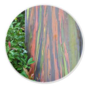 Rainbow Eucalyptus Tree Ceramic Knob