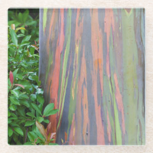 Rainbow Eucalyptus Tree Glass Coaster