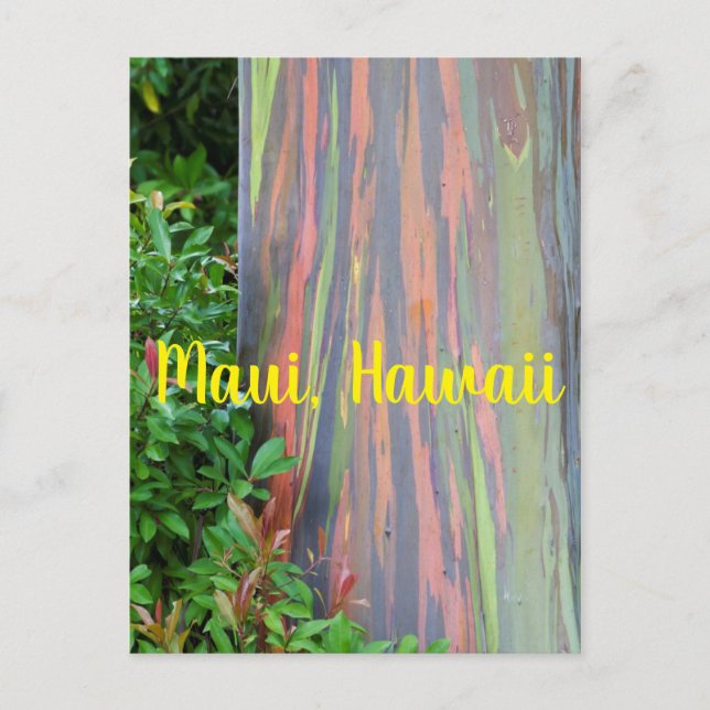 Rainbow Eucalyptus Tree Maui, Hawaii Postcard (Front)
