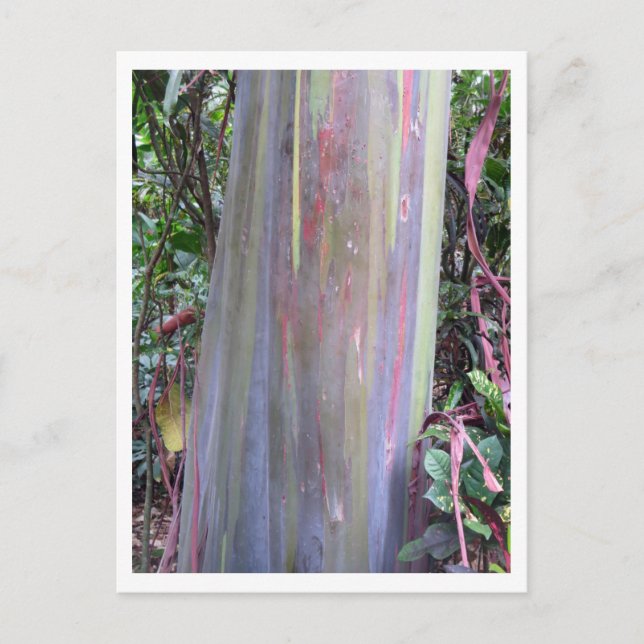 Rainbow Eucalyptus Tree Postcard (Front)