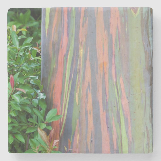 Rainbow Eucalyptus Tree Stone Coaster (Front)